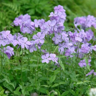 are moon flowers perennials