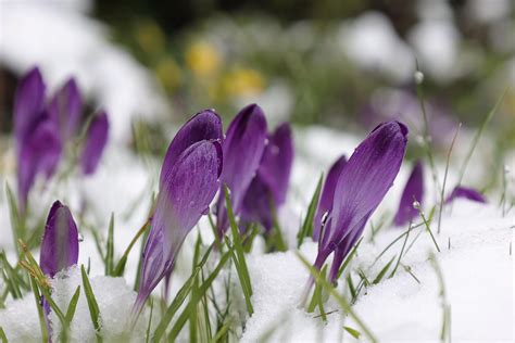 flowers_are_blooming_in_antarctica_meaning_such_a_scene_would_be_unbelievable_to_most_people