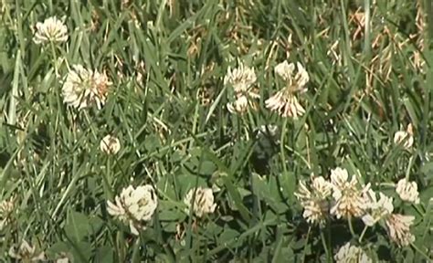 How to Get Rid of Little White Flowers in Grass: A Delve into Garden Biodiversity and Management