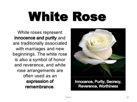 What Does White Flowers Represent and Why Do They Spark Endless Interpretations Across Cultures?