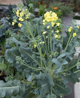 What to Do When Broccoli Flowers, and Exploring the Curious World of Vegetable Reproduction